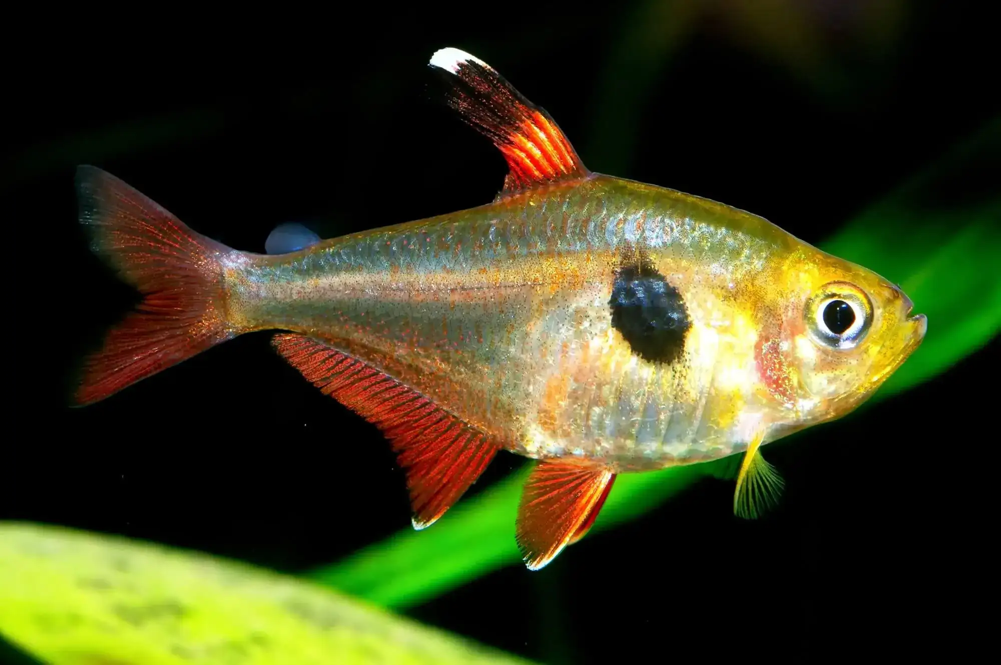 Red Phantom Tetra